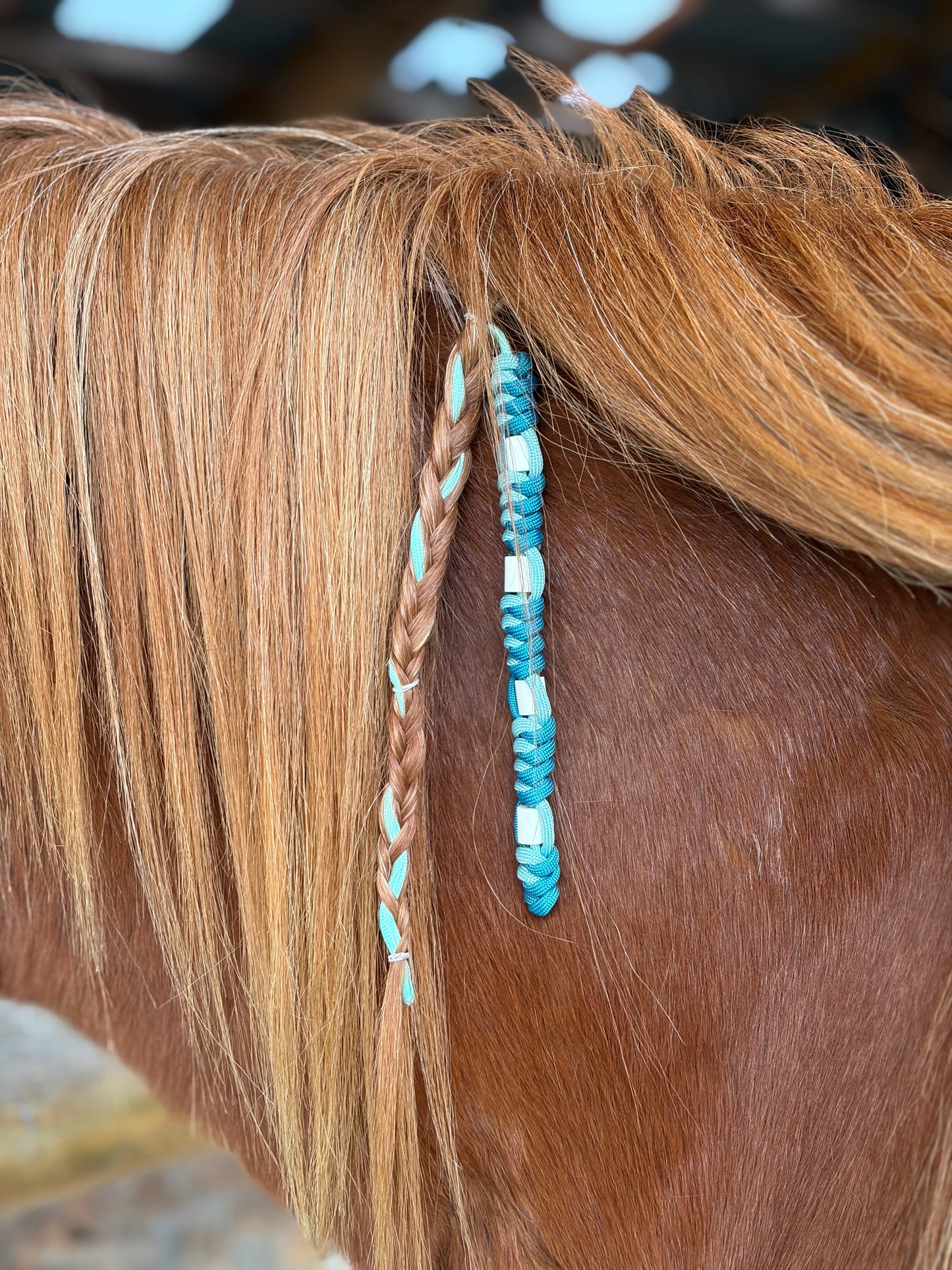 Anti tique cheval